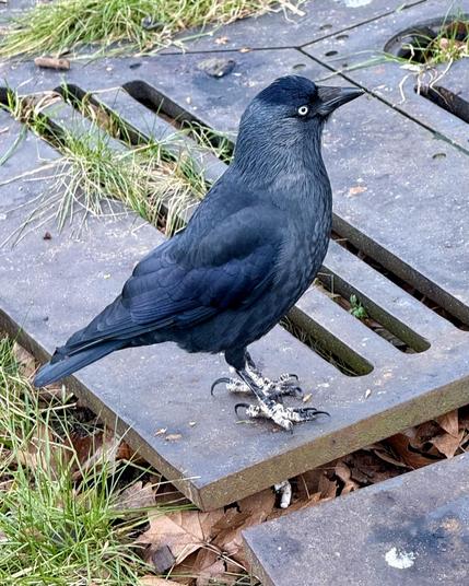 Ein mittelgroßer schwarzblauer Rabenvogel, eine Dohle (Jackdaw)