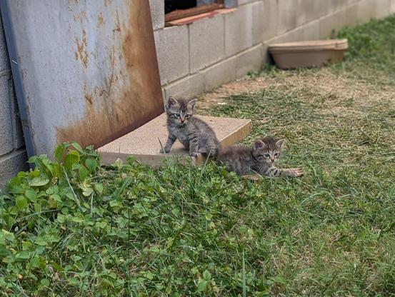 two baby tabby kittens sitting on a cardboard scratcher and grass in front of a weathered metal door, cinderblock foundation and disposable litter box behind them