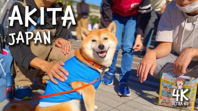 AKITA, Japan 4K Travel Walk A Cruise Port Day