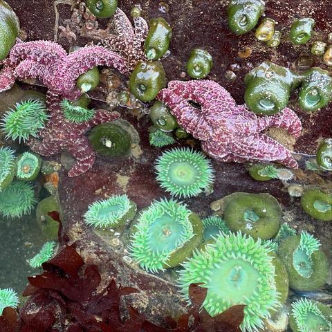 Tide pools on the Olympic Peninsula