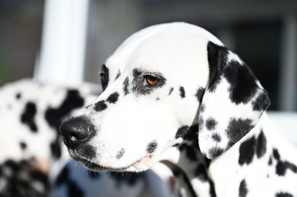 Dalmatiner Portrait, Halbprofil