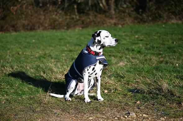 Dalmatiner sitzend, Wiese... Hund schaut nach links, also rechts auf dem Bild