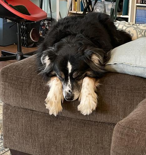 Bob, a black and white Border Collie mix dog, lying on an ottoman with his paws draped over the edge and hus chin on the ottoman between them. His feet are white and fuzzy and have adorable brown freckles. We call this way of lying down Flat Bob mode.