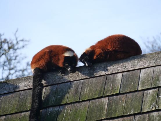 Lemuren op een dak