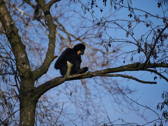 Goudwanggibbon