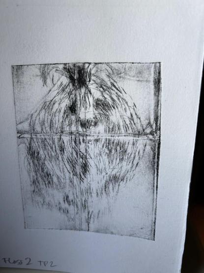 An intaglio etching of a very hair dog called Flossie portait. This was the second attempt and looked marginally better