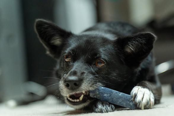 Fern a black schipperkie with one white paw, chewing on a blueberry yak milk chew