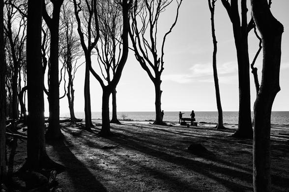 Trees in the fall on the coast. The sea can be seen in the background. In between are 3 people.