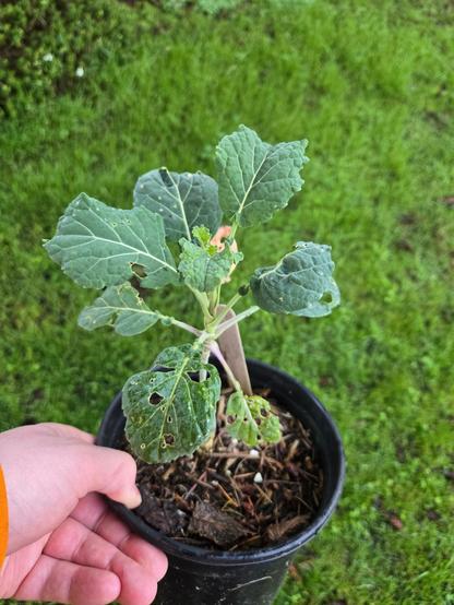 A picture of a perennial tree collard plant in a one-gallon pot.