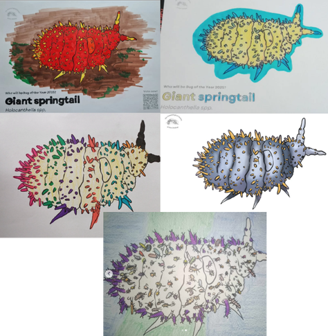 A collage of images of coloured-in giant springtail drawings , with many brightly-coloured designs.