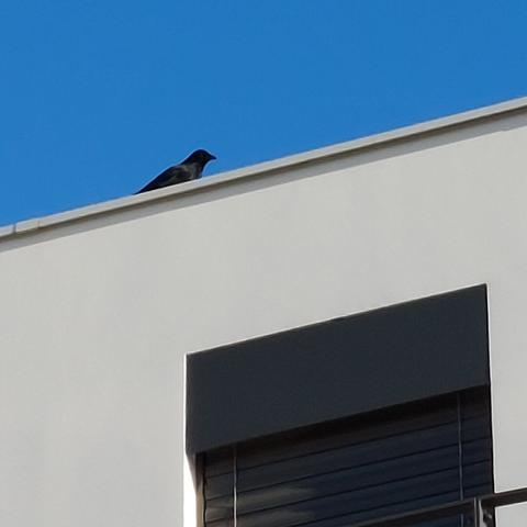 corneille sur le toit