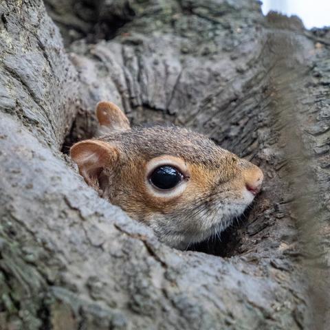A grey squirrel poking its head out of a tree looking at the lens out of their left eye