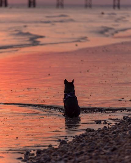 Fern a black schipperkie sitting on the wet sand, with the sand turned orange/red from the sunset (out of shot)