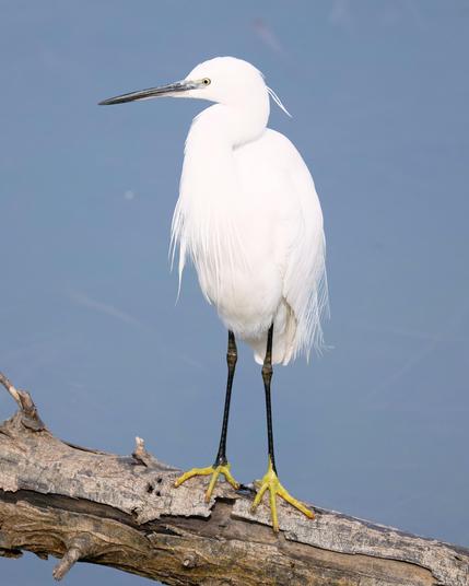 Martinet blanc (Egretta garzetta): un ocell estilitzat de color blanc amb llargues potes fosques i peus de color groc apareix sobre un tronc caigut a l'aigua. Mostra un bec llarg de color fosc i un ull clar groguenc.