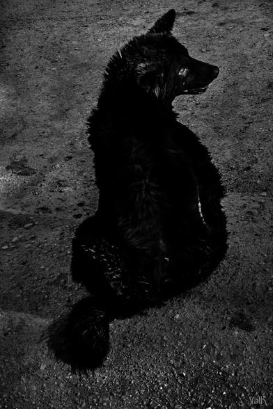 photo en noir et blanc très contrastée, selon la technique dite low-key, c'est à dire très sombre / sous-exposée, avec quasiment pas de tons clairs 

On voit un chien noir, assis sur un sol gris, de dos, et dont le museau et e regard sont tournés vers la droite de l'image ; sa silhouette fait penser aux postures des chats noirs  sur les murets, aux aguets. Sa fourrure, épaisse, est parsemée de quelques cicatrices claires.