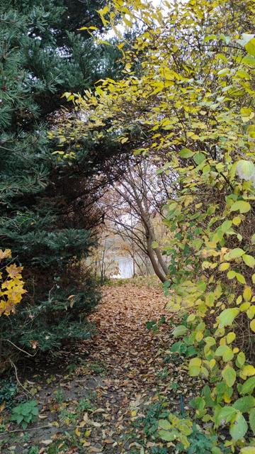 Photo of a tunnel made of tree branches. Left side is dark green, right side is yellow. Dried brown leaves lie on the ground. On the end there is a pond, visible as slightly shiny gray surface.