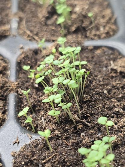 a clump of thyme sprouts.