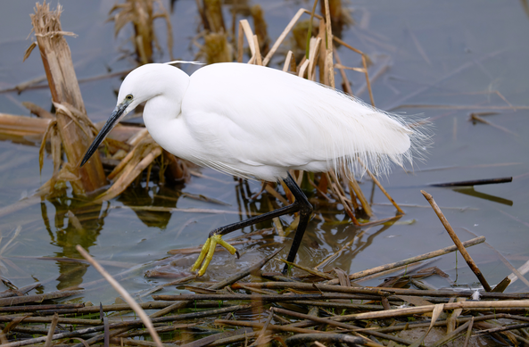 Martinet blanc (Egretta garzetta): un ocell estilitzat de color blanc amb llargues potes fosques i peus de color groc apareix sobre un tronc caigut a l'aigua. Mostra un bec llarg de color fosc i un ull clar groguenc.