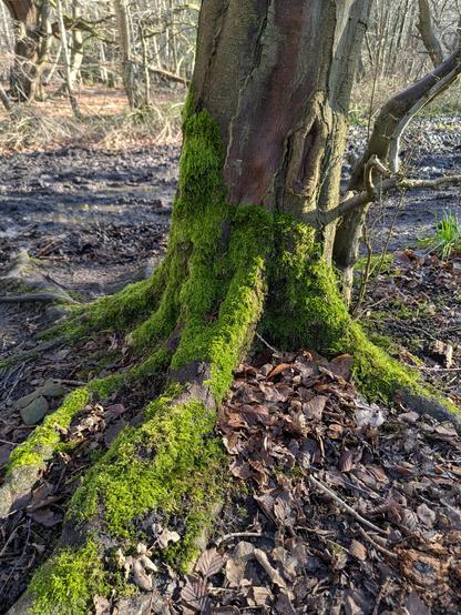 A mossy tree on a cold morning in Epping Forest, UK.