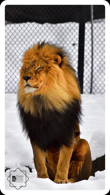 A regal lion, bathed in snow-kissed light, surveys his domain.
His golden gaze, a fiery ember in the winter's stark terrain.
Framed in time, a moment captured, wild and ever free.
Fractions of life, a timeless tale, for all eternity.
