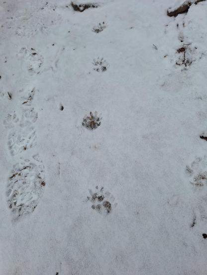 Tracks on a dirt path covered with a light snowfall. Bootprint next to a line of clustered paw prints that look like miniature hands
