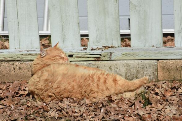 Obi is a fluffy orange tabby. He lies sleeping on a bed of rusty brown oak leaves with his head propped against the foundation bricks of a pale green picket fence.