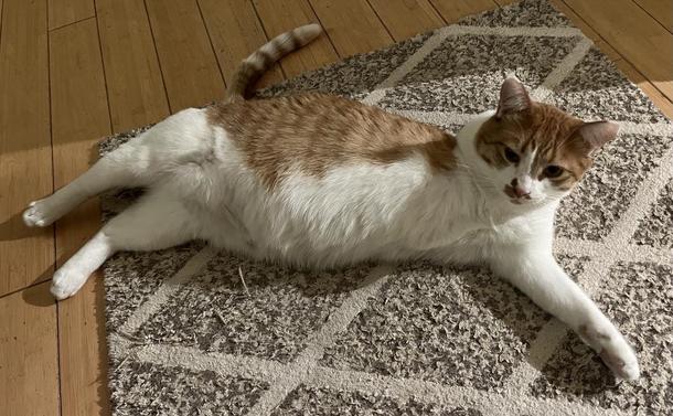 A short haired cat lays on his left side and looks toward me. He has a white underside, and striped orange top side. His tail is striped. He is missing his front left leg. His name is Bob. Bob Cat.