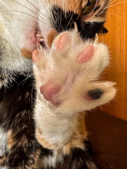 At Ginger carefully washing her paw.