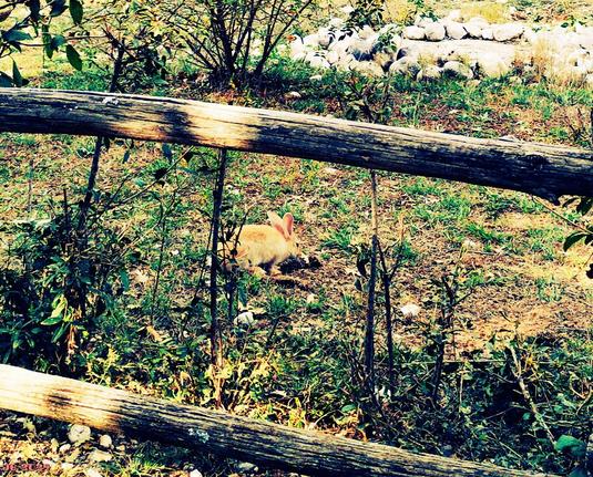 Farbfoto - hinter einem Holzzaun sitzt auf einem Feld in Bildmitte ein orangefarbenes Kaninchen und nimmt etwas zu sich.