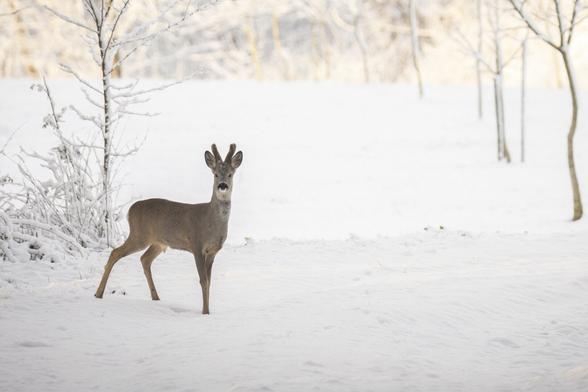 It's a photo of a deer in the snow. light is beautiful as it's morning. It's very peaceful.