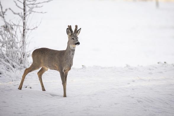 It's a photo of a deer in the snow. light is beautiful as it's morning. It's very peaceful.