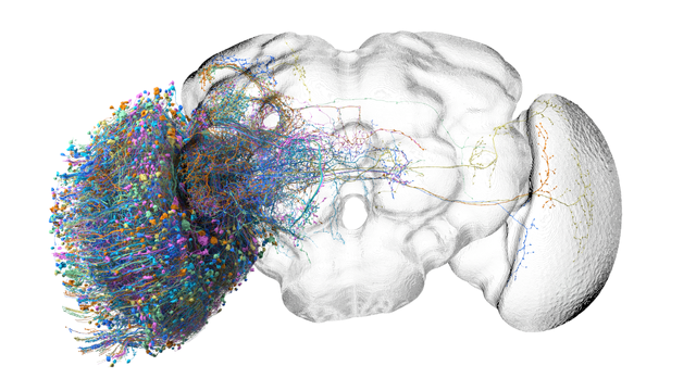 Dense arbors from neurons on one side of a fruit fly's head.