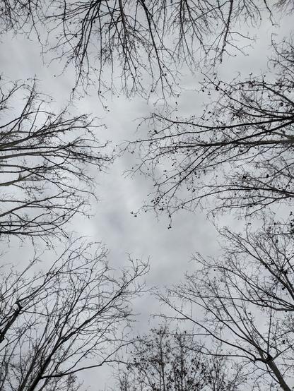 Una serie di rami senza foglie visti dal basso verso l'alto. Sullo sfondo un cielo nuvoloso e grigio
