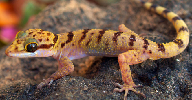photograph of a yellow and brown striped lizard