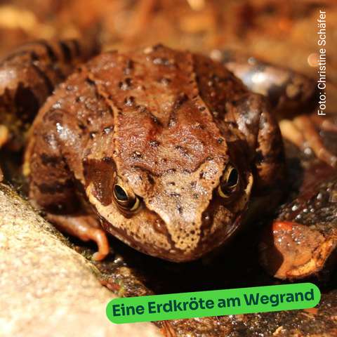 Eine Erdkröte.