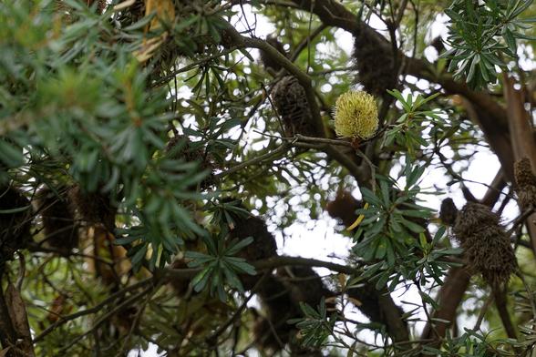 A close-up photo of a Banksia integrifolia (coastal banksia) flower spike with green leaves and a prominent yellow flower spike, with several spent flower cones in the background.