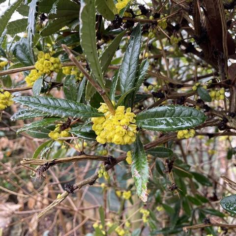 one branch of a mahonia shrub with its small dark-green serrated leaves, and several tight bunches of long bright yellow flowers yet to open