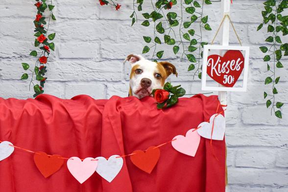 Brown and white dog and a kissing booth. Valentines Day Theme photo shoot.