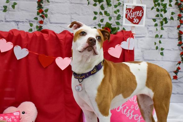 Brown and white dog and a kissing booth. Valentines Day Theme photo shoot.
