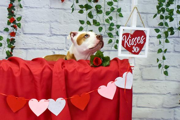 Brown and white dog and a kissing booth. Valentines Day Theme photo shoot.