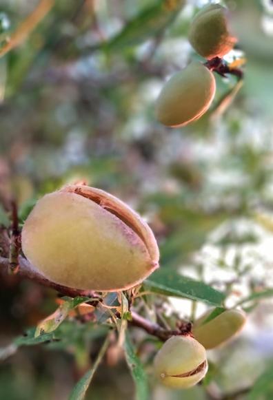 Eine Nahaufnahme von Mandeln an einem Baum, umgeben  von Ästen und schmalen grünen Blättern. Die gelblich- grün-roséfarbenen Schalen öffnen sich schon einen Spalt breit. Indirektes Sonnenlicht scheint in den Baum.

A close-up of almonds on a tree, surrounded by branches and narrow green leaves. The yellowish-green-pink coloured shells are already opening a crack. Indirect sunlight shines into the tree.