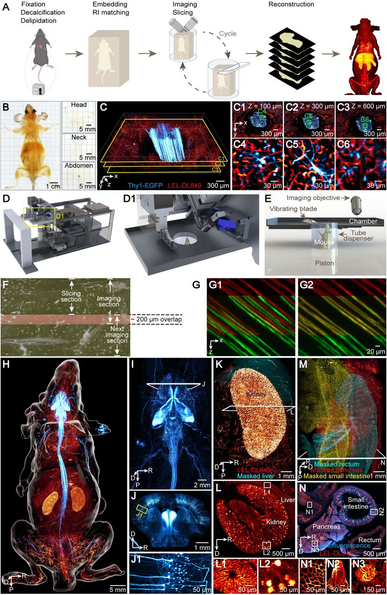 Figure 1. ARCHmap-blockface-VISoR approach for high-throughput mapping of whole mouse body at micron resolution

(A) ARCHmap-blockface-VISoR pipeline for whole-mouse imaging.

(B) Bright-field view of a cleared 2-month-old vGAT-Cre;Ai14 mouse and 400-μm-thick sections collected during blockface imaging.

(C) 3D view of a ∼600-μm-thick thoracic volume imaged from a blockface imaging section.

(C1-C6) Representative high-resolution images showing maximum intensity projection of 20-μm-thick stacks in (C) at depths of 100 μm (C1, zoomed-in view in C4), 300 μm (C2, zoomed-in view in C5), and 600 μm (C3, zoomed-in view in C6).

(D, D1) Blockface-VISoR setup. (D1) Magnification of the imaging region in (D).

(E) Cross section of imaging and sectioning modules of the blockface-VISoR setup.

(F) Schematic showing overlapped imaging data (pink) of ∼200-µm thickness between 2 contiguous imaging sections.

(G) Comparison of 3D intersection alignment by natural coordinates (G1) and a custom 3D reconstruction method (G2). Images of vessel fluorescence are the maximum intensity y-projection of 20-µm-thick sections in the upper section (red) and the lower section (green).

(H) 3D view of nerve and vasculature in a whole adult Thy1-EGFP mouse. Red hot (black-red-yellow-light yellow spectrum), LEL-DL649; cyan hot (black-blue-cyan-white spectrum), Thy1-EGFP; white surface, whole mouse.