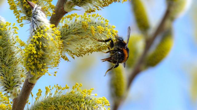 Detailaufnahme einer Hummel, die auf den Blüten eines Weidekätzchen-Strauchs sitzt. Foto von Frank Kahl / DWD