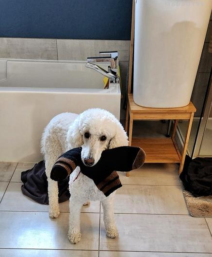 Bella the Royal Poodle pictured in the laundry room, holding in her mouth a pair of diety socks.