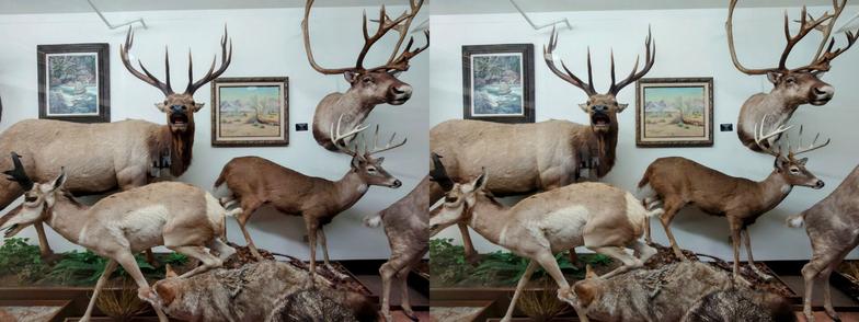 Stereoscopic, side-by-side view. Stereoscopic, side-by-side view. Taxidermy display of many animals. On the left is an elk of some kind, who appears to be looking directly at us and baring his teeth, maybe making some kind of call. Whatever he's doing, it's unnerving.