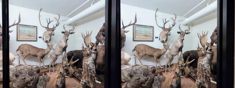 Stereoscopic, side-by-side view. Taxidermy display behind a glass wall. There are a lot of animals, and a few framed paintings on the wall.