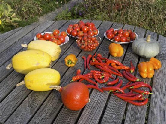 Auf einem grauverwittertem Tisch im Garten liegen verschiedene Kürbissorten, rote Chili, orange Gemüsepaprika und verschiedene Tomatensorten. Im Hintergrund eine blühende Wiese.