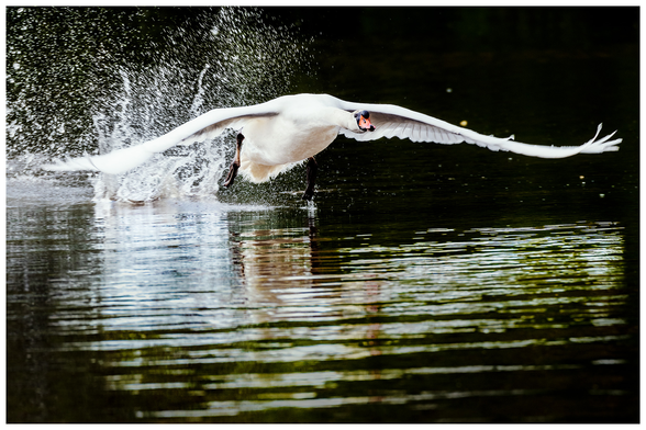 Von einen Gewässer startender Schwan.