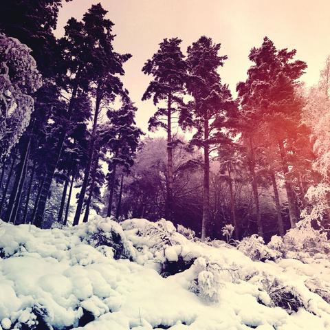 A photo of a snow covered woodland. Tall old pines let the light through but the colours have been filtered to dark purple and white. A glow penetrates from the right.
