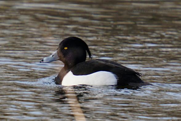 Eine männliche Reiherente von der Seite, mit leuchtend gelbem Auge, auf einem Teich.